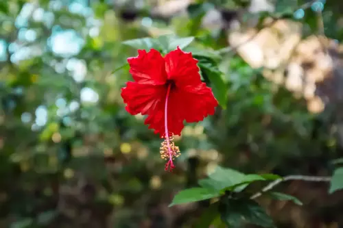 Costa Rica | 2021